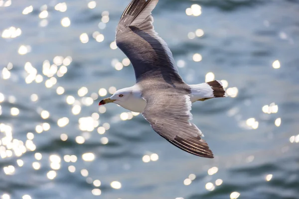 seagull action, animal, bird, duck, feather