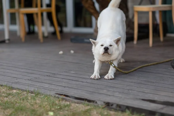 Estiramento da ação do cão, canino, competição, fofa — Fotografia de Stock