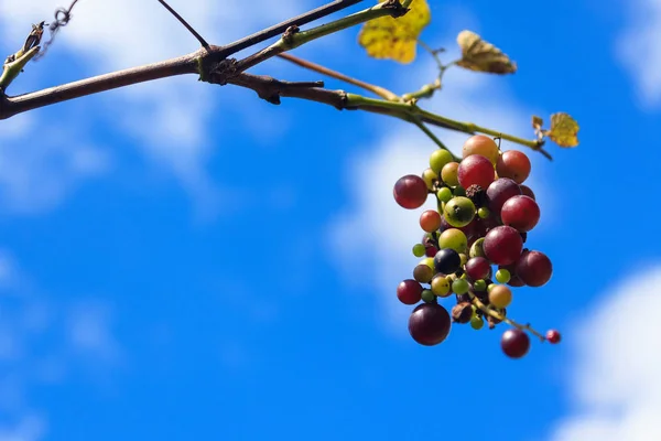 Agricultura de uva, otoño, baya, desenfoque, rama — Foto de Stock