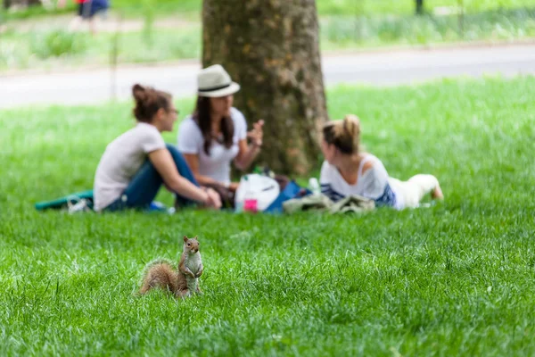Chicas y ardillas en el parque —  Fotos de Stock