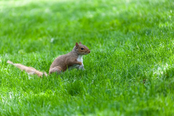 Schöne süße Eichhörnchen Nachmittag — Stockfoto