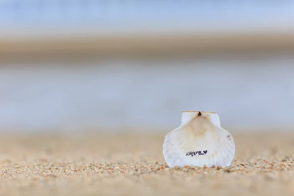 Clam and sea love affair — Stock Photo, Image