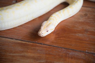 Gold python snake head On wooden floor clipart