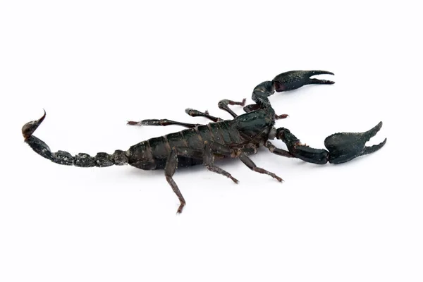 Image de scorpion sur fond blanc . — Photo