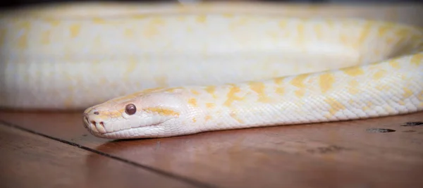 Ahşap zemin üzerinde altın piton yılan — Stok fotoğraf