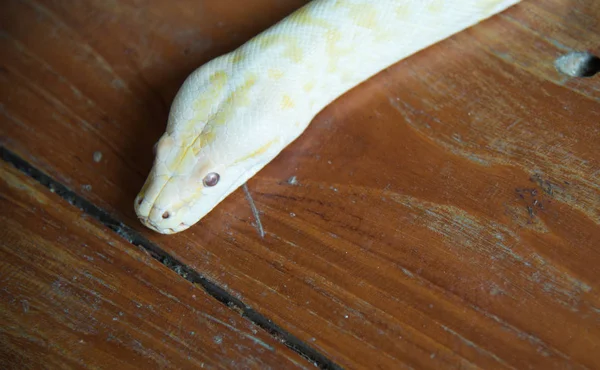 Gold python snake head On wooden floor
