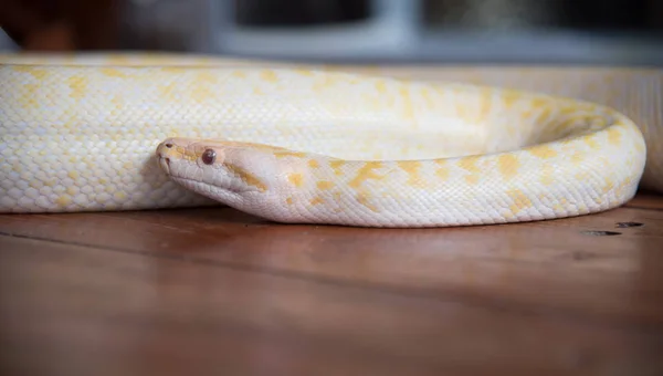 Serpiente de pitón de oro en el suelo de madera —  Fotos de Stock