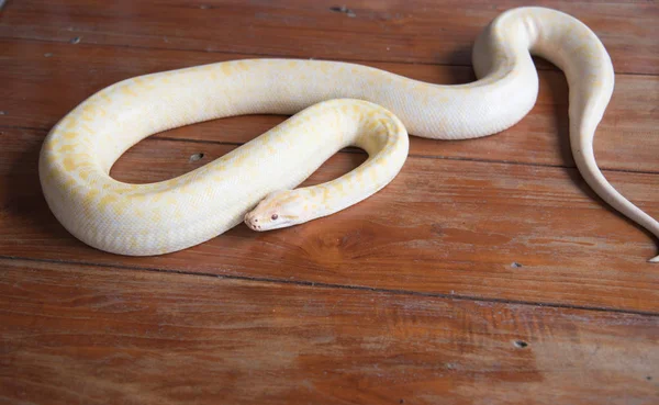 Serpiente de pitón de oro en el suelo de madera —  Fotos de Stock