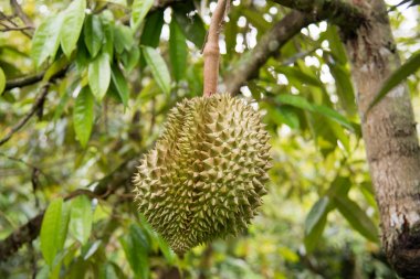 Durian garde ağacında üzerinde