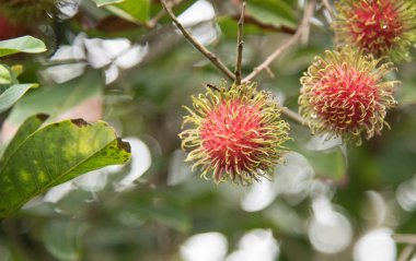 Taze rambutan meyve ağaç Bahçe, kamphaengphet, Tayland