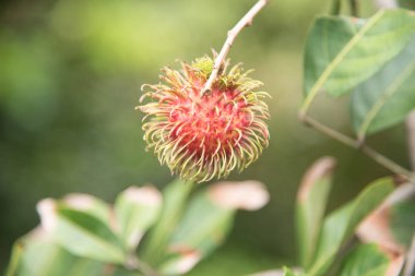 Taze rambutan meyve ağaç Bahçe, kamphaengphet, Tayland