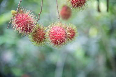 Taze rambutan meyve ağaç Bahçe, kamphaengphet, Tayland
