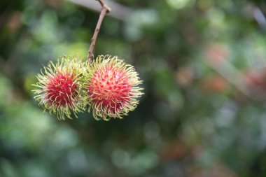Taze rambutan meyve ağaç Bahçe, kamphaengphet, Tayland