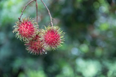 Taze rambutan meyve ağaç Bahçe, kamphaengphet, Tayland