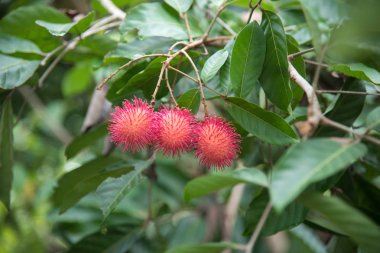 Taze rambutan meyve ağaç Bahçe, kamphaengphet, Tayland