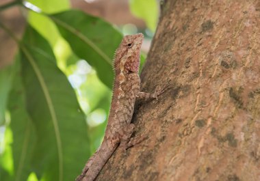 Bukalemun doğa arka plan üzerinde ağaç üzerinde