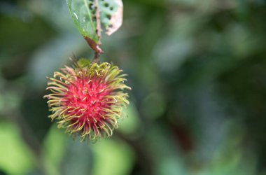 Taze rambutan meyve Bahçe, kamphaengphet ağaç üzerinde 
