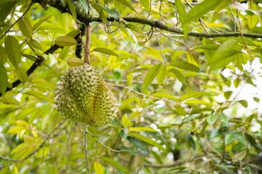 Bahçedeki ağaçtaki Durian meyvesi