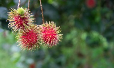 Taze rambutan meyve Bahçe, kamphaengphet ağaç üzerinde 