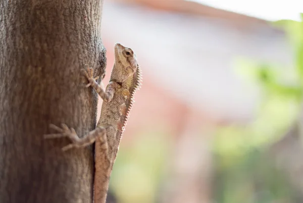 Chameleon Stromě Pozadí Přírody — Stock fotografie