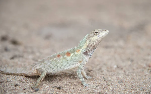 Imagen de camaleón en el suelo de arena, cambio de color natural —  Fotos de Stock