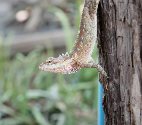 Camaleón en el árbol en el fondo de la naturaleza —  Fotos de Stock