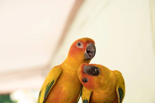 Coppia giallo sole conure pappagallo amore e prendersi cura di insieme  , — Foto Stock