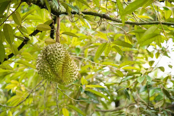 Frutas secas na árvore no jardim — Fotografia de Stock