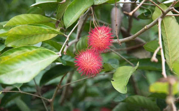 정원, 캄에 나무에 신선한 rambutan 과일 — 스톡 사진