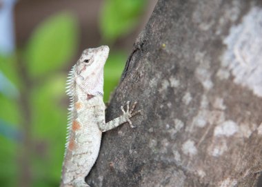 Bukalemun doğa arka plan üzerinde ağaç üzerinde