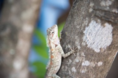 Bukalemun doğa arka plan üzerinde ağaç üzerinde