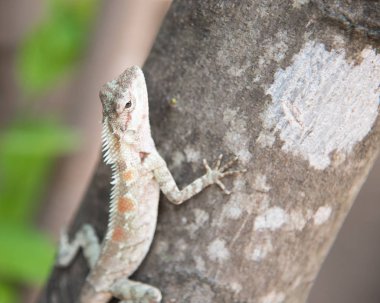 Bukalemun doğa arka plan üzerinde ağaç üzerinde