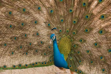 Fotoğraflar güzel tüyleri gösterilen tavus kuşu.
