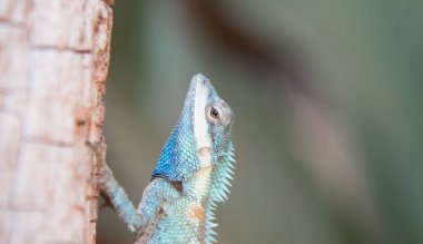 makro mavi bukalemun ağaçta, doğal renk değişikliği görüntüsünü