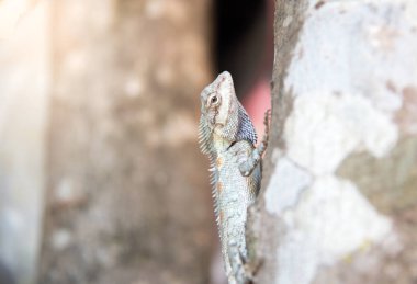 Bukalemun doğa arka plan üzerinde ağaç üzerinde