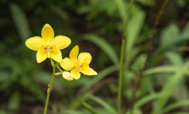 Görüntü güzel bir sarı orkide çiçek (Spathoglottis affini