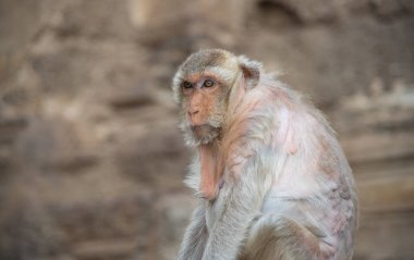 görüntü bir maymun (macaca fascicularis, uzun kuyruklu makak, Yengeç