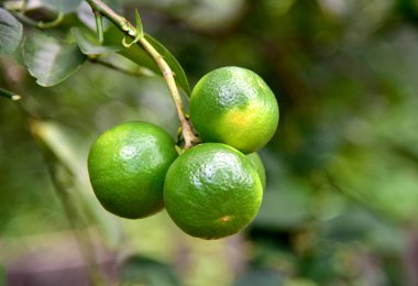 Bahçedeki ağaç üzerinde yeşil limon.