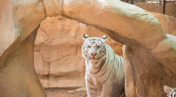 Weißer Tiger auf Naturhintergrund — Stockfoto