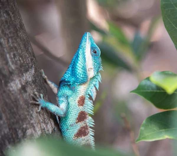 Imagen de macro camaleón azul en el árbol, cambio de color natural —  Fotos de Stock