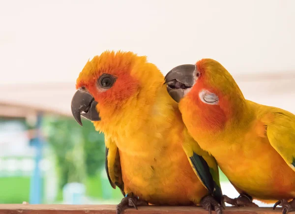 Casal amarelo sol conure papagaio amor e cuidar juntos  , — Fotografia de Stock