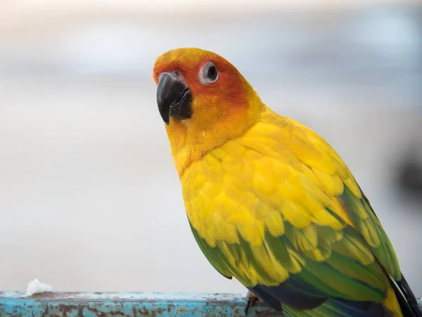 Sonne conure Papagei aus nächster Nähe, schöner gelber Papagei — Stockfoto