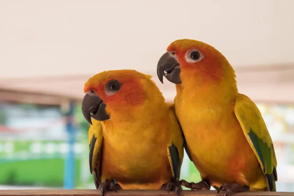 Para żółte słońce conure papuga miłość i dbać o siebie , — Zdjęcie stockowe