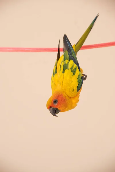 Närbild solen Conure fågel, vacker gul papegoja hängande på den — Stockfoto