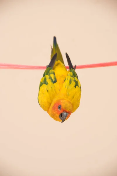 Primo piano Sole Conure uccello, bellissimo pappagallo giallo appeso sul — Foto Stock