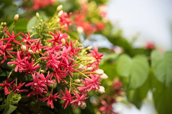 Red and pink of Rangoon creeper flower. (Quisqualis indica L.) i