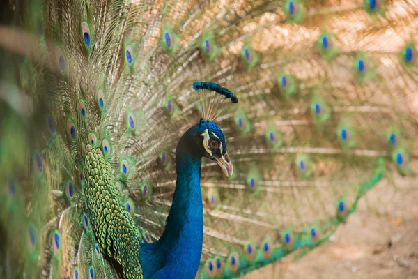 Peacock. Close up of peacock showing its beautiful feathers — Stock Photo, Image