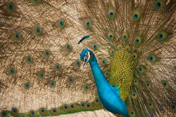 Павлин. Крупным планом павлин показывает свои красивые перья — стоковое фото