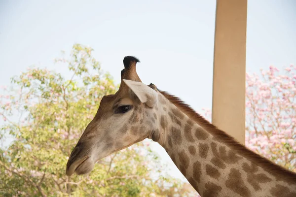 Closeup hlavou střílel žirafa na pozadí přírody — Stock fotografie