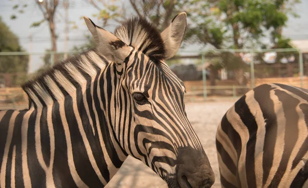 Imagem de uma zebra no fundo da natureza — Fotografia de Stock